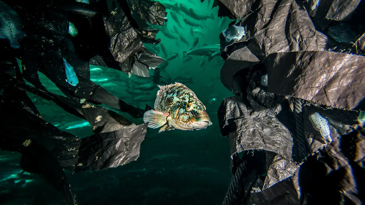 OK-Marine-hjelper-deg-velge-riktig-rensefiskskjul